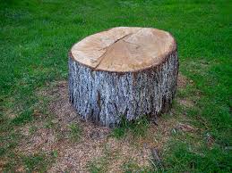 Best Stump Grinding and Removal  in Mystic, CT